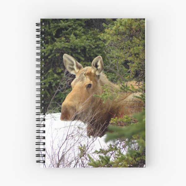 Item preview, Moose Laying Down designed and sold by sharkbait83.