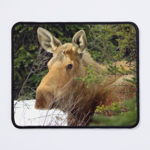 Item preview, Moose Laying Down designed and sold by sharkbait83.