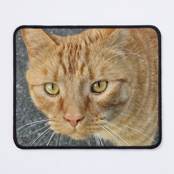 Item preview, Curious Ginger Cat Portrait designed and sold by SNJ-LIFE.