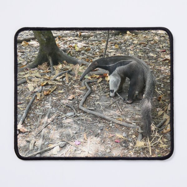 Item preview, Giant Anteater designed and sold by Malcolm Snook.