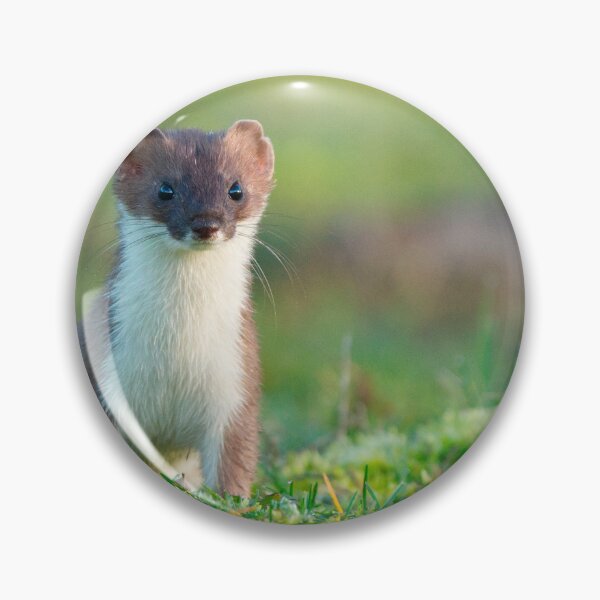 Item preview, A stoat on the alert! designed and sold by Scott-Tilley Photography.