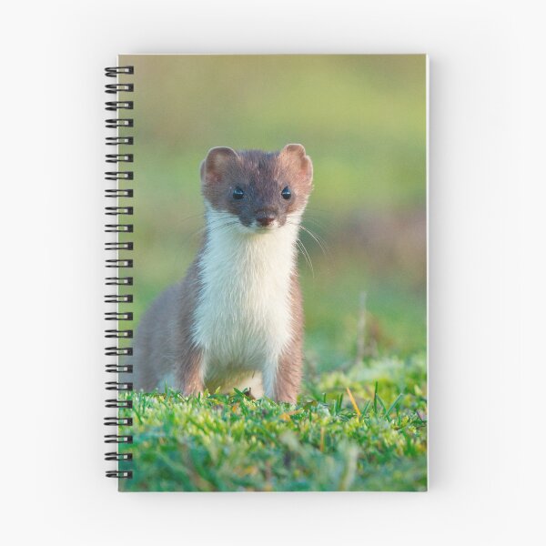 Artikelvorschau, Ein Wiesel in Alarmbereitschaft! entworfen und verkauft von Scott-Tilley Photography.