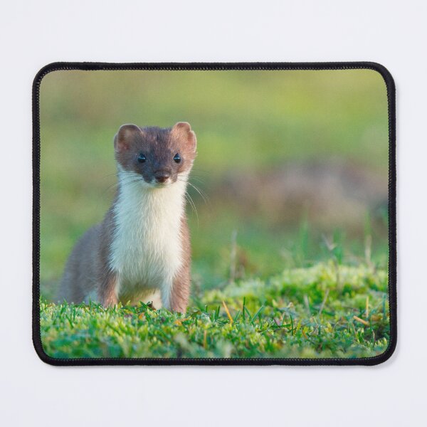 Item preview, A stoat on the alert! designed and sold by Scott-Tilley Photography.