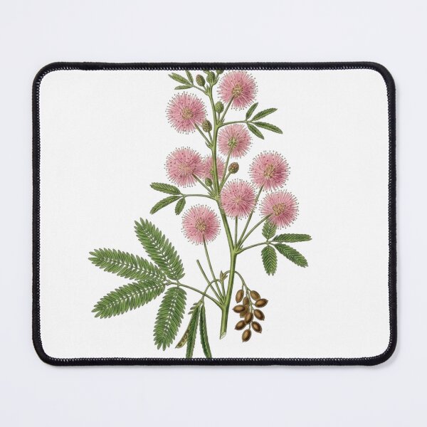 Item preview, Vintage Mimosa Pudica - Sensitive Plant Botanical PNG Art designed and sold by Atlasoloji.