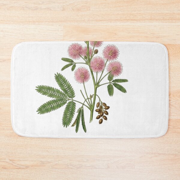 Item preview, Vintage Mimosa Pudica - Sensitive Plant Botanical PNG Art designed and sold by Atlasoloji.