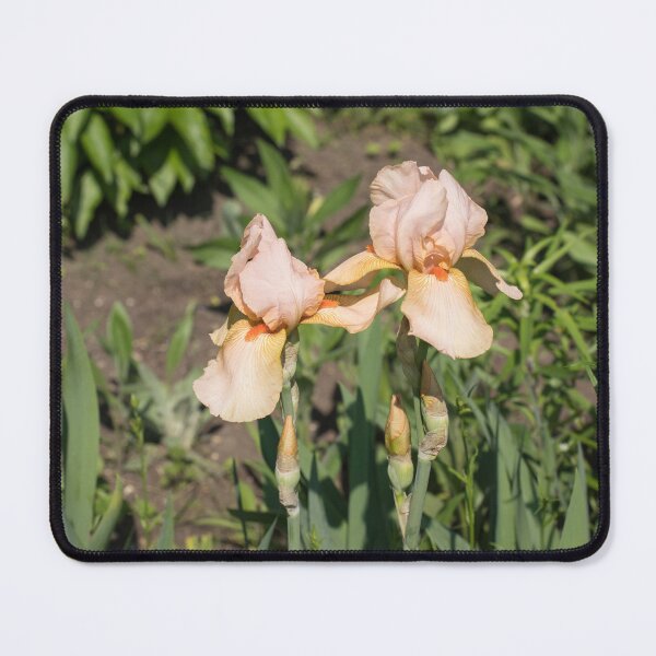 Item preview, Peach Colored Iris Pair in a Sunlit Garden designed and sold by Georgia Mizuleva.