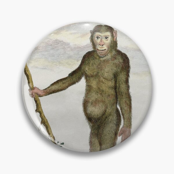 Item preview, Chimpanzee drawn in 1780 for Comte de Buffon designed and sold by TerryKerrImages.