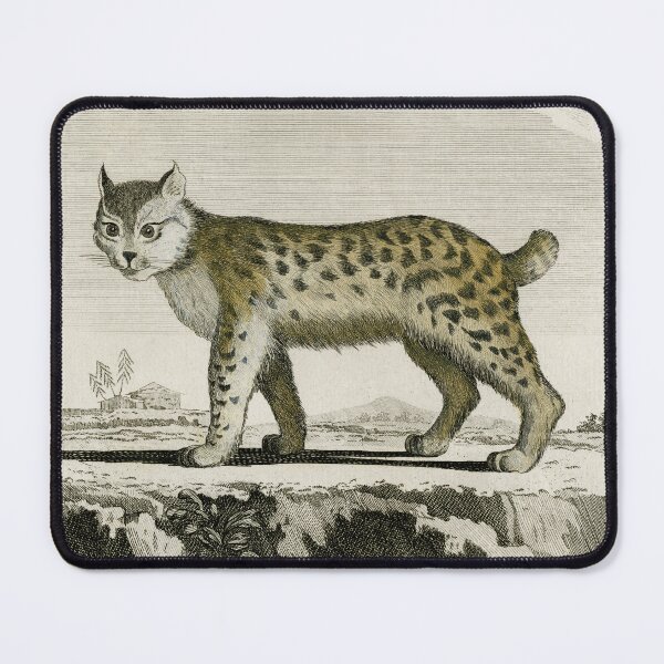 Item preview, Canadian lynx, wildcat with short tail, drawn 1780 designed and sold by TerryKerrImages.