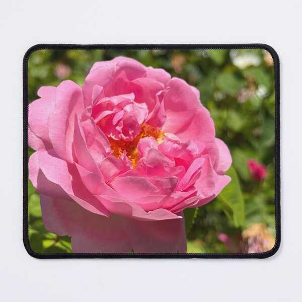 Item preview, Pink Garden Rose Bloom Photography | Romantic Floral Nature Wall Art | Soft Petal Flower Print | Botanical Cottagecore Aesthetic | Spring Garden Decor | Feminine Floral Gift Design designed and sold by Zaitmiprints.