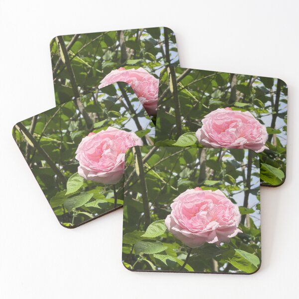 Item preview, Soft Pink Garden Rose Bloom Photography | Romantic Floral Nature Wall Art | Soft Petal Flower Print | Botanical Cottagecore Aesthetic | Spring Garden Decor | Feminine Floral Gift Design designed and sold by Zaitmiprints.