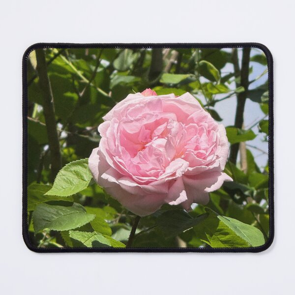 Item preview, Soft Pink Garden Rose Bloom Photography | Romantic Floral Nature Wall Art | Soft Petal Flower Print | Botanical Cottagecore Aesthetic | Spring Garden Decor | Feminine Floral Gift Design designed and sold by Zaitmiprints.