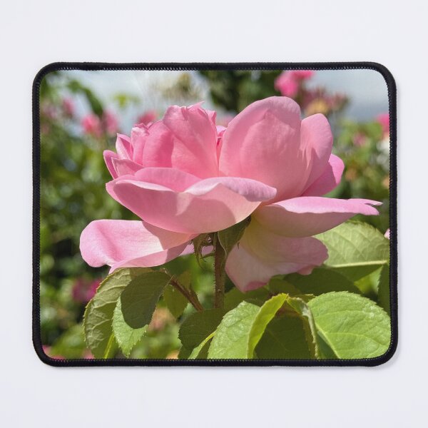 Item preview, Light Pink Garden Rose Bloom Photography | Romantic Floral Nature Wall Art | Soft Petal Flower Print | Botanical Cottagecore Aesthetic | Spring Garden Decor | Feminine Floral Gift Design designed and sold by Zaitmiprints.