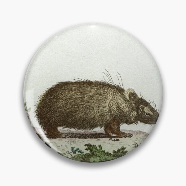 Item preview, Tenrec or Madagascan hedgehog, drawn in 1780 designed and sold by TerryKerrImages.