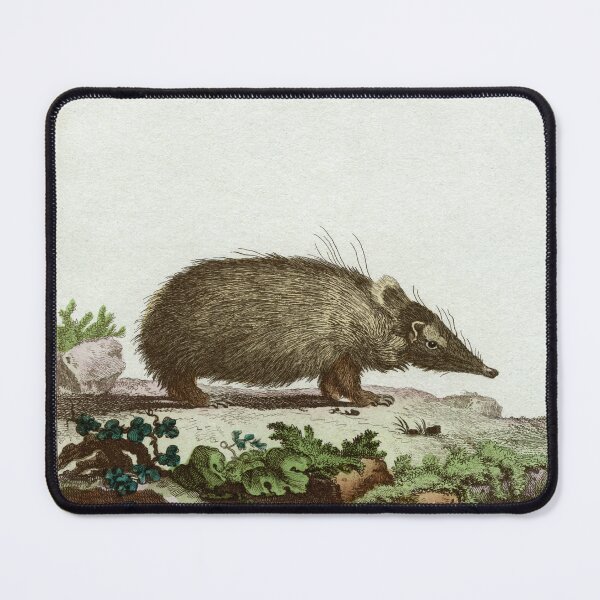 Item preview, Tenrec or Madagascan hedgehog, drawn in 1780 designed and sold by TerryKerrImages.