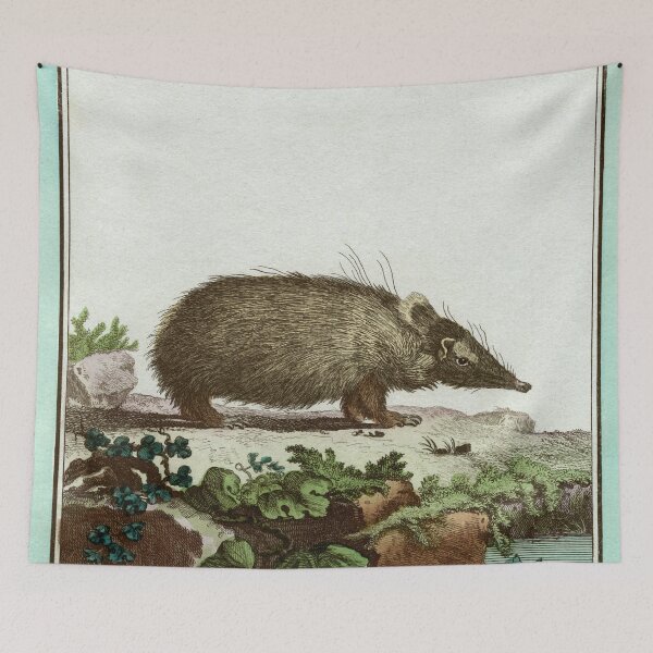 Item preview, Tenrec or Madagascan hedgehog, drawn in 1780 designed and sold by TerryKerrImages.