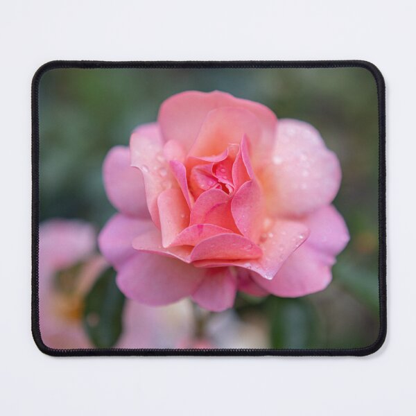 Item preview, Soft Pink Garden Rose with Raindrops designed and sold by EllenNortt.
