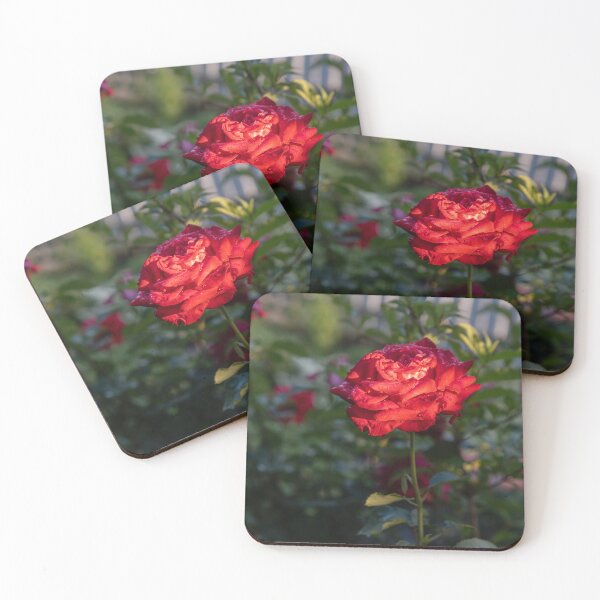 Item preview, Sunlit Red Garden Rose with Raindrops designed and sold by EllenNortt.