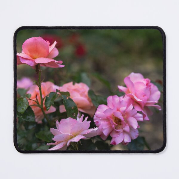 Item preview, Fresh Pink Garden Roses with Raindrops designed and sold by EllenNortt.