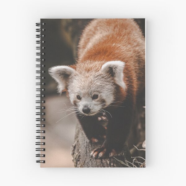Item preview, Red panda designed and sold by Cheneuil.