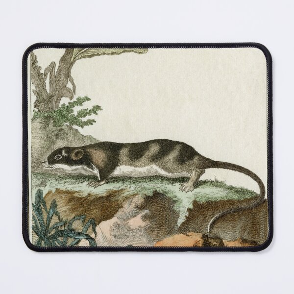 Item preview, Otter from Guyana, drawn in 18th century designed and sold by TerryKerrImages.