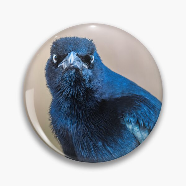 Item preview, Close-Up of Watchful Great-tailed Grackle designed and sold by Debra Martz.