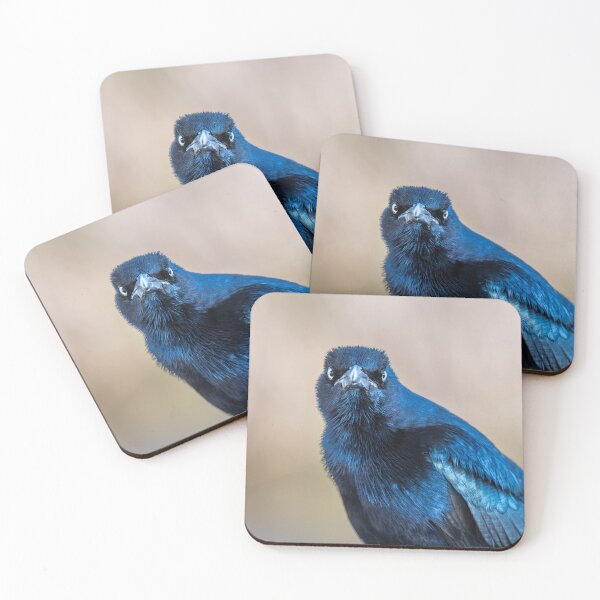 Item preview, Close-Up of Watchful Great-tailed Grackle designed and sold by Debra Martz.