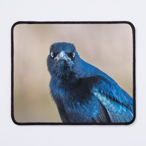Item preview, Close-Up of Watchful Great-tailed Grackle designed and sold by Debra Martz.