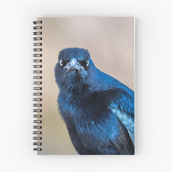 Item preview, Close-Up of Watchful Great-tailed Grackle designed and sold by Debra Martz.