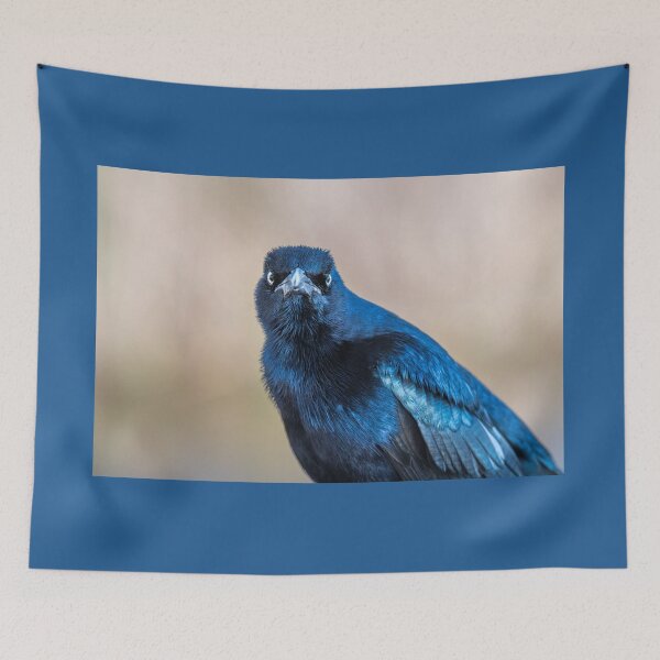 Item preview, Close-Up of Watchful Great-tailed Grackle designed and sold by Debra Martz.