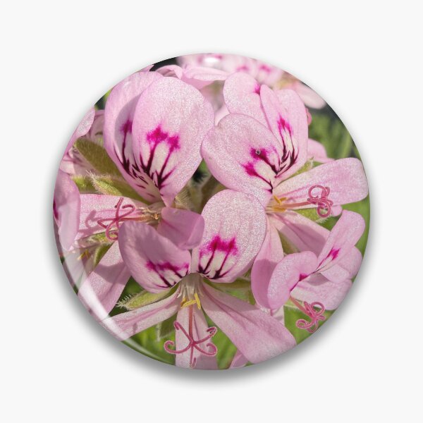 Item preview, Delicate Clusters of Pink Pelargonium designed and sold by BalkanBloom.