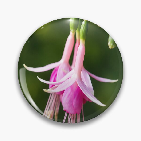 Artikelvorschau, Anmutiges Fuchsia entworfen und verkauft von Kimberly Palmer.