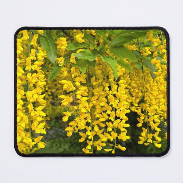Item preview, Laburnum Flower Trusses designed and sold by Violaman.