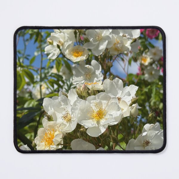 Item preview, Sunlit White Climbing Roses Against Blue Summer Sky | Romantic Floral Nature Wall Art | Soft Petal Flower Print | Botanical Cottagecore Aesthetic | Spring Garden Decor | Feminine Floral Gift Design designed and sold by Zaitmiprints.