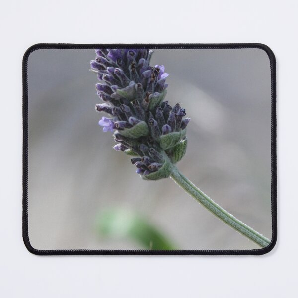 Item preview, Close-Up Lavender Flower Spike With Soft Bokeh Background, Purple Blooming Herb in Garden designed and sold by Nmallia.
