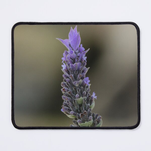 Item preview, Close-Up Lavender Flower Spike With Soft Bokeh Background, Purple Blooming Herb in Garden designed and sold by Nmallia.