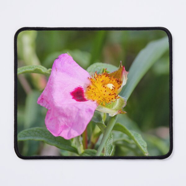 Item preview, Pink Wildflower Close-Up With Yellow Stamen and Single Petal Detail In Natural Green Background designed and sold by Nmallia.