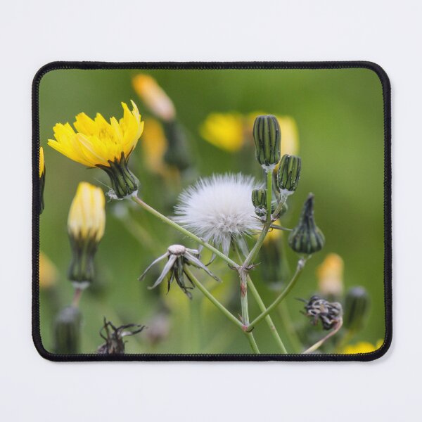 Item preview, Delicate Wildflower Dandelion Seed Head and Yellow Blossoms Against Soft Green Background designed and sold by Nmallia.