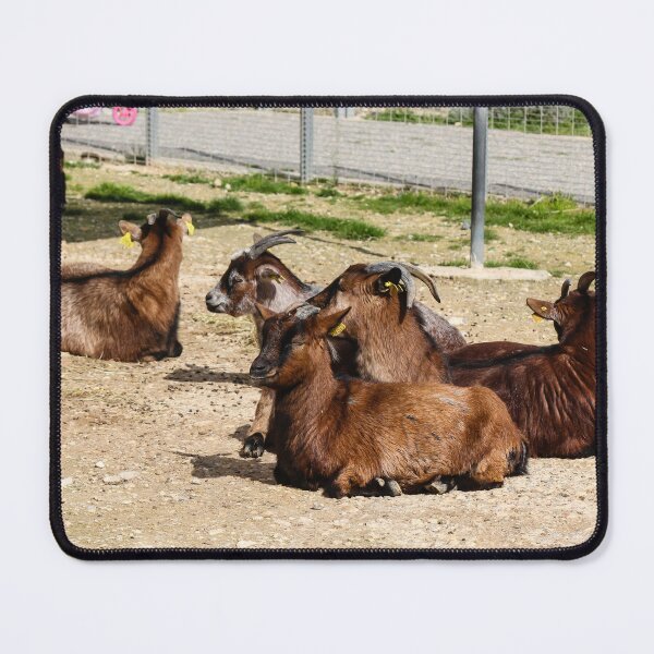 Item preview, Brown Goats Resting in Sunny Farm Enclosure With Horns and Ear Tags designed and sold by Nmallia.