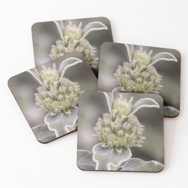 Item preview, Close-Up Of Fuzzy Silver Green Plant With Woolly Leaves And Soft Buds In Shallow Focus designed and sold by Nmallia.