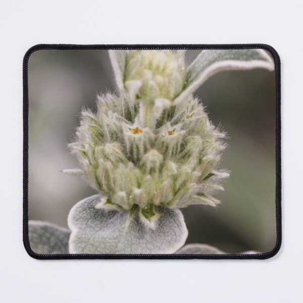 Item preview, Close-Up Of Fuzzy Silver Green Plant With Woolly Leaves And Soft Buds In Shallow Focus designed and sold by Nmallia.