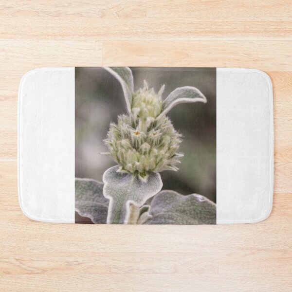 Item preview, Close-Up Of Fuzzy Silver Green Plant With Woolly Leaves And Soft Buds In Shallow Focus designed and sold by Nmallia.