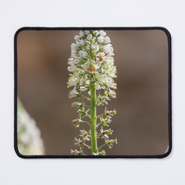 Item preview, White Spiky Wildflower Blooming on Tall Green Stem With Soft Brown Bokeh Background designed and sold by Nmallia.