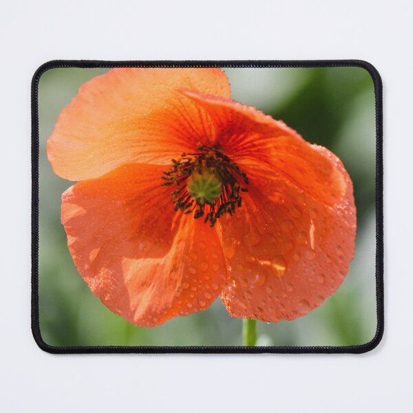 Item preview, Orange Poppy Flower With Dew Drops Macro Close-Up Against Soft Green Background designed and sold by Nmallia.