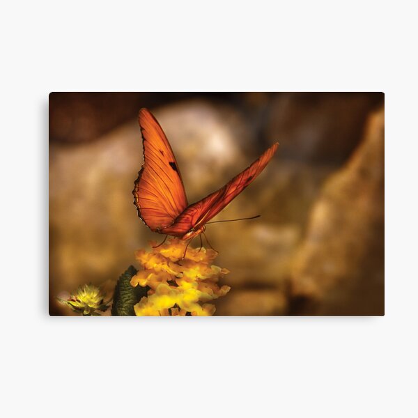 Item preview, Butterfly - Just a bit of orange  designed and sold by Mike Savad Photography.
