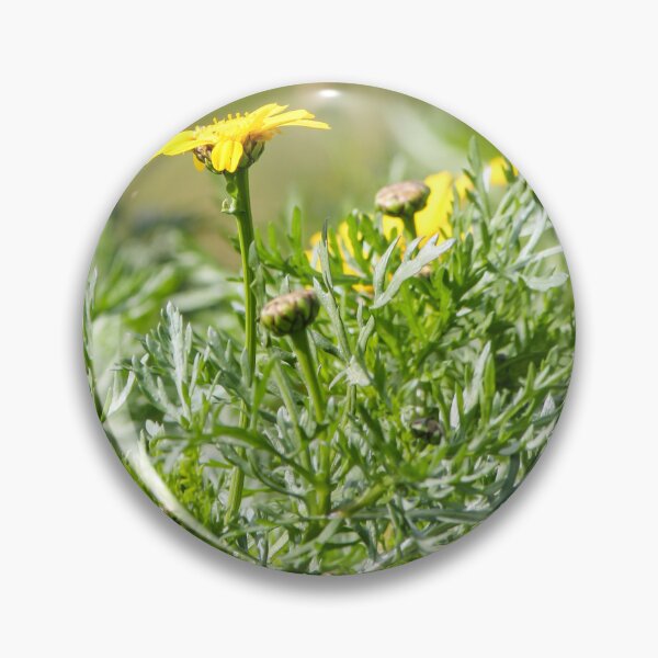 Item preview, Yellow Daisy Among Green Foliage With Small Snail on Stem In Sunny Garden Close-Up designed and sold by Nmallia.