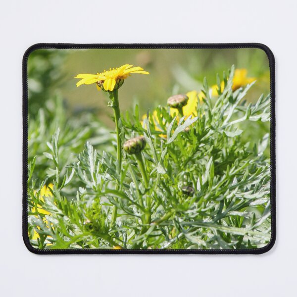 Item preview, Yellow Daisy Among Green Foliage With Small Snail on Stem In Sunny Garden Close-Up designed and sold by Nmallia.