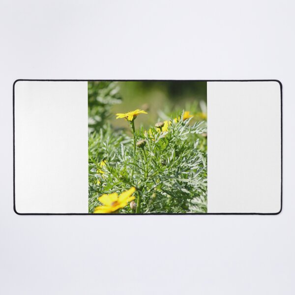 Item preview, Yellow Daisy Among Green Foliage With Small Snail on Stem In Sunny Garden Close-Up designed and sold by Nmallia.