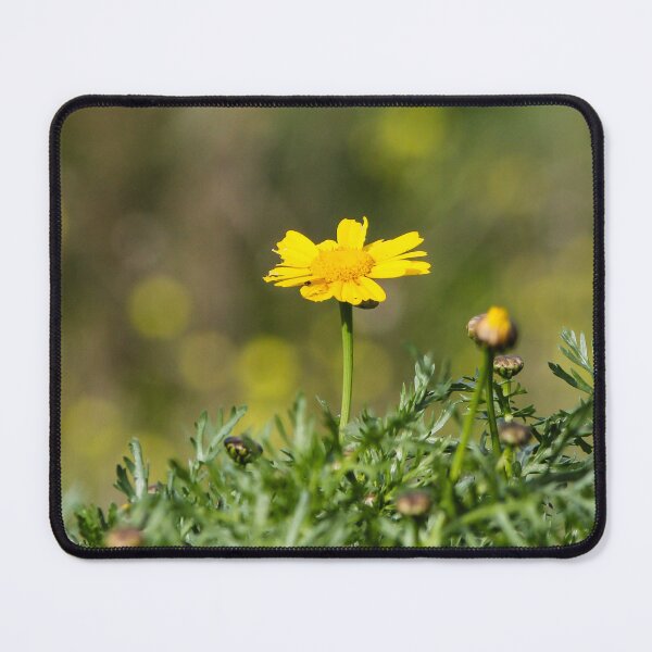 Item preview, Yellow Daisy Among Green Foliage With Small Snail on Stem In Sunny Garden Close-Up designed and sold by Nmallia.