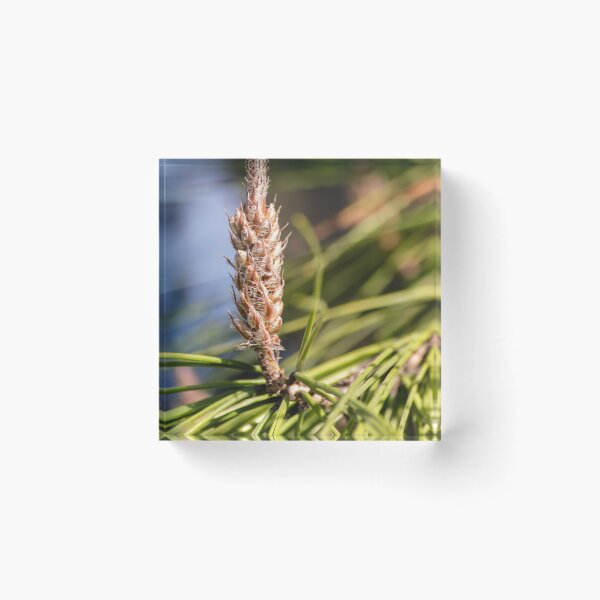 Item preview, Pine Cone Bud Close-Up on Evergreen Needles in Natural Light designed and sold by Nmallia.