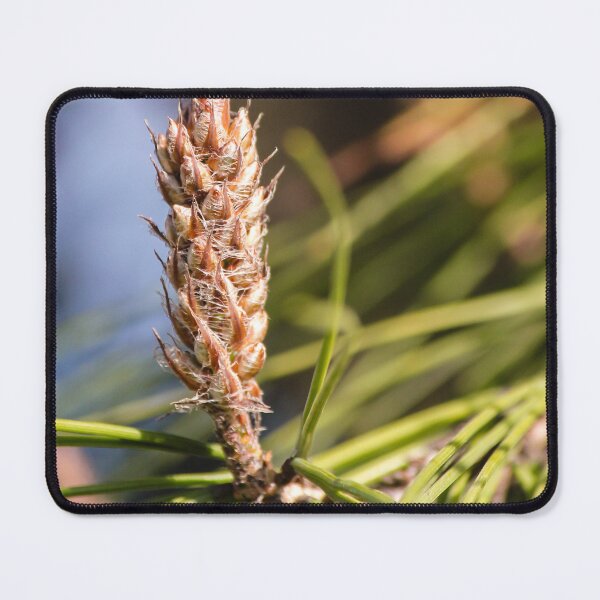 Item preview, Pine Cone Bud Close-Up on Evergreen Needles in Natural Light designed and sold by Nmallia.